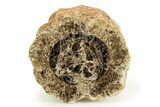 Polished Fossil Stromatolite Colony on Petrified Wood - Utah #351217-1